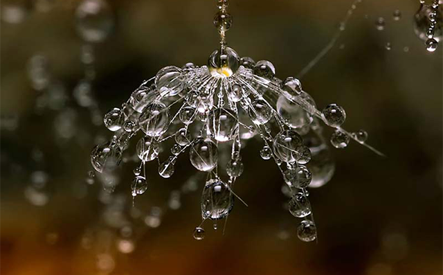 drops
